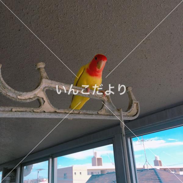 保護鳥の写真