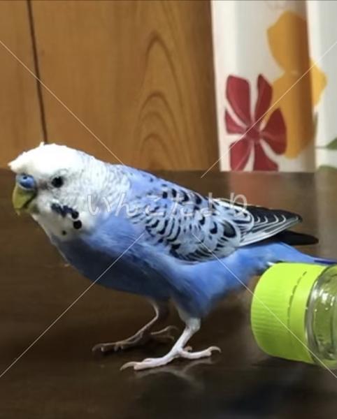 迷い鳥の写真