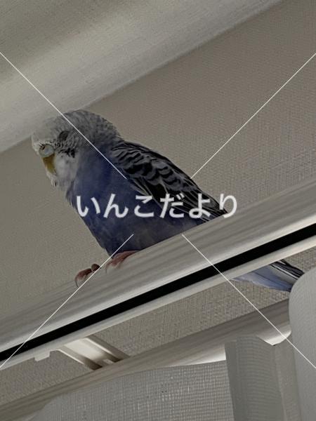 保護鳥の写真