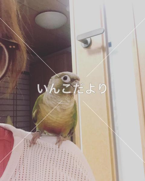 迷い鳥の写真