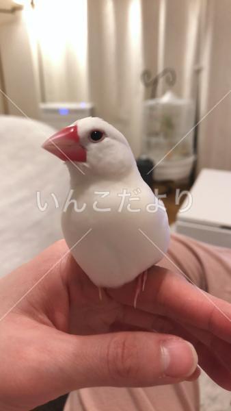 迷い鳥の写真