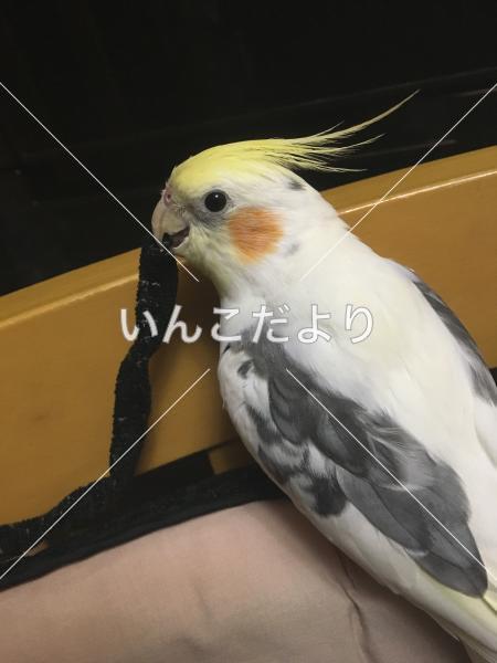 迷い鳥の写真