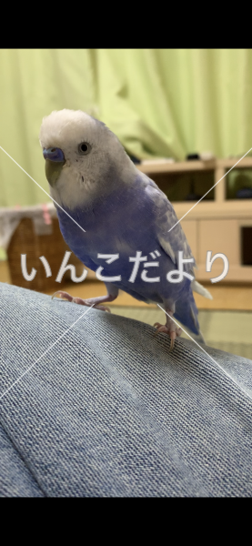 迷い鳥の写真