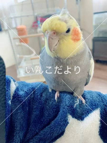 保護鳥の写真