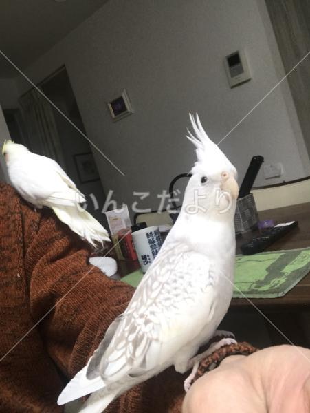 迷い鳥の写真