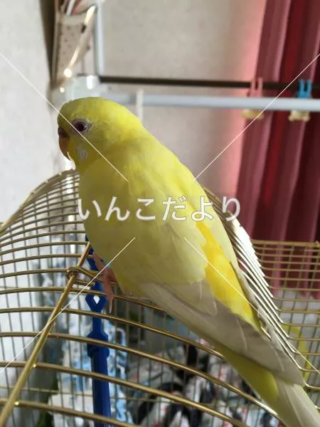 保護鳥の写真