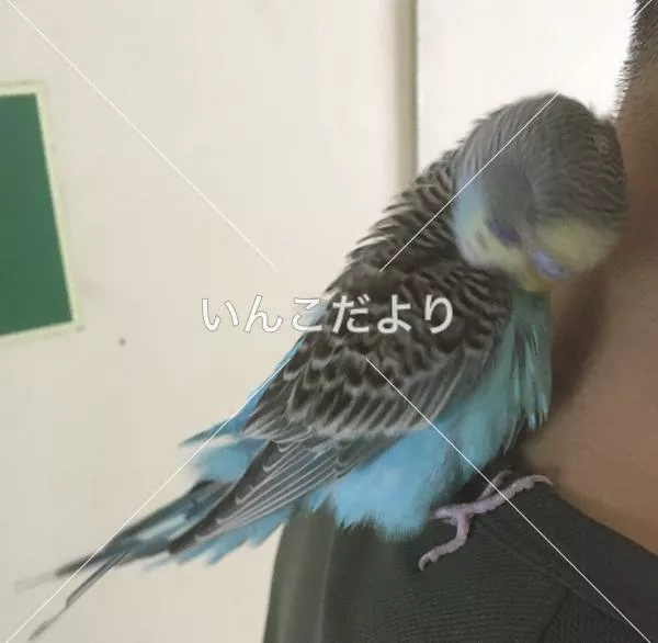 保護鳥の写真