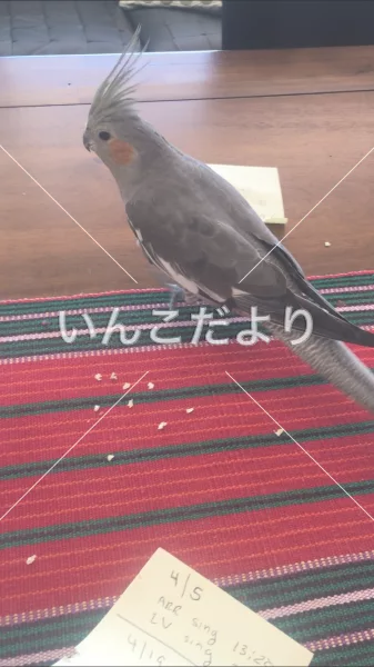 迷い鳥の写真