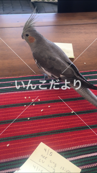 迷い鳥の写真