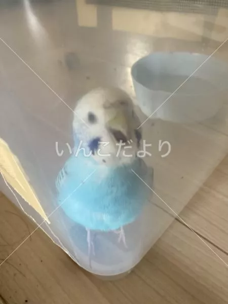 保護鳥の写真
