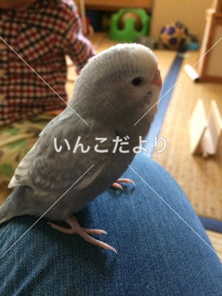 迷い鳥の写真