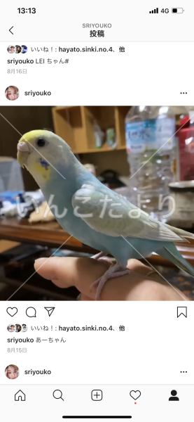 迷い鳥の写真