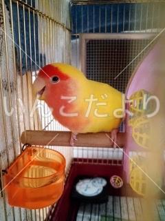 迷い鳥の写真