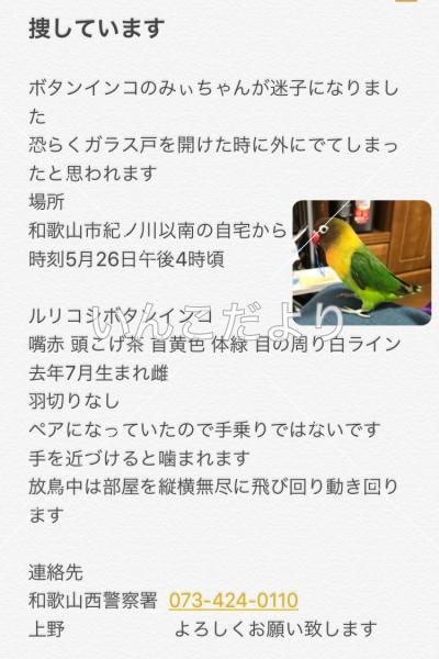 迷い鳥の写真