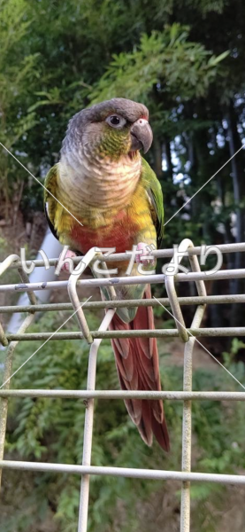 保護鳥の写真