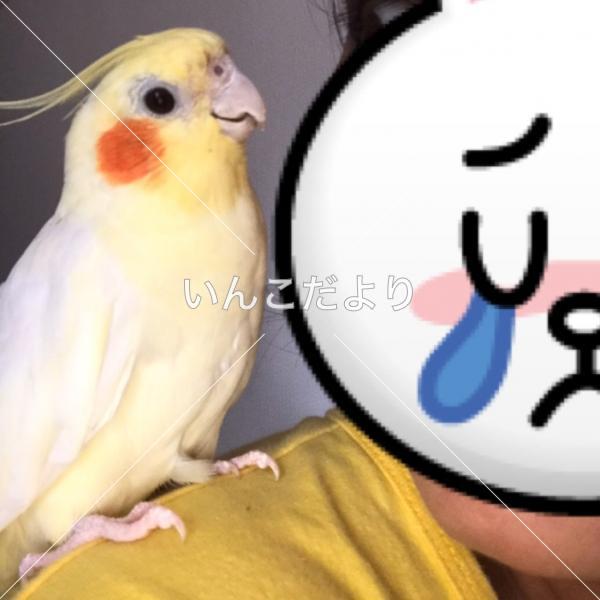 迷い鳥の写真