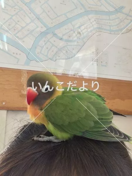保護鳥の写真