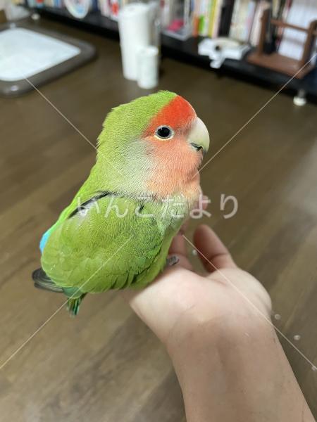 迷い鳥の写真