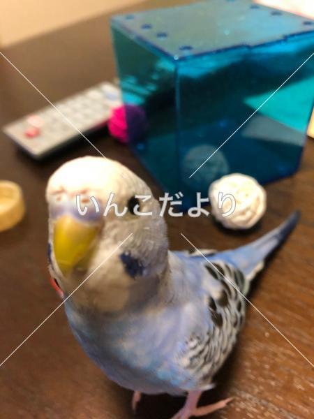 迷い鳥の写真