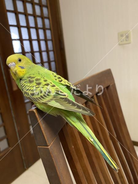 迷い鳥の写真