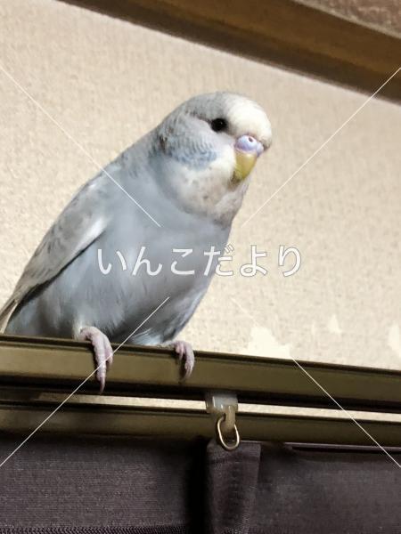迷い鳥の写真