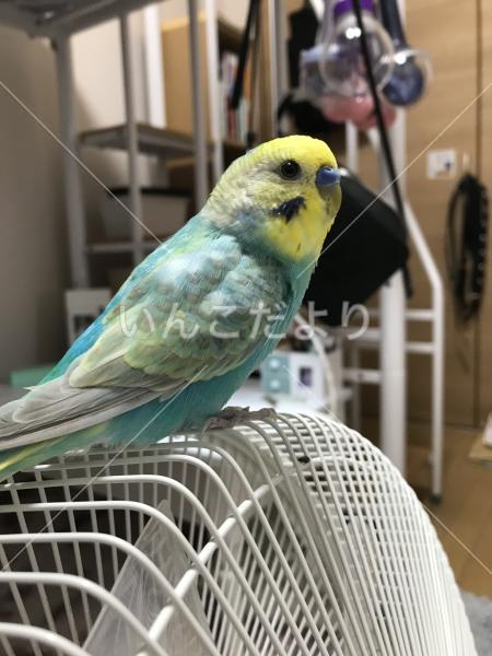 迷い鳥の写真