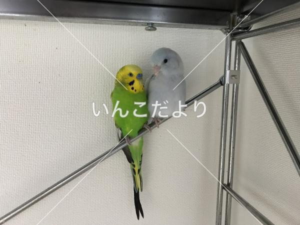 迷い鳥の写真