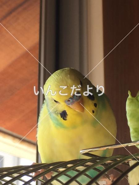 迷い鳥の写真
