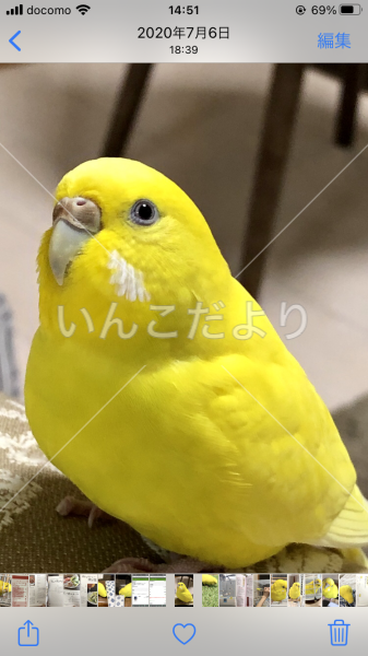 迷い鳥の写真