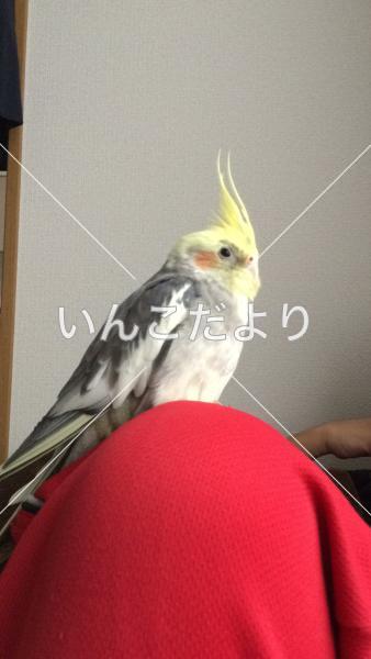 迷い鳥の写真