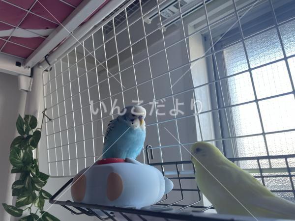 迷い鳥の写真