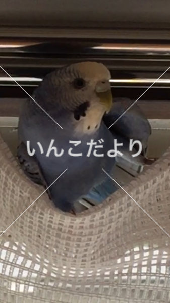 迷い鳥の写真
