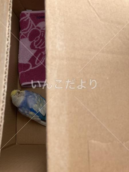 保護鳥の写真