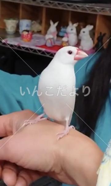 迷い鳥の写真