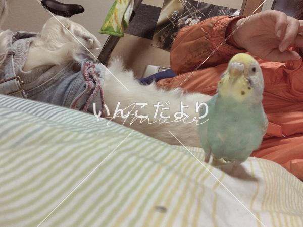 迷い鳥の写真