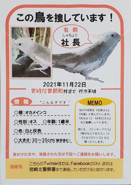 迷い鳥の写真