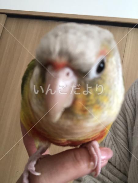 迷い鳥の写真