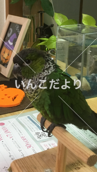 迷い鳥の写真