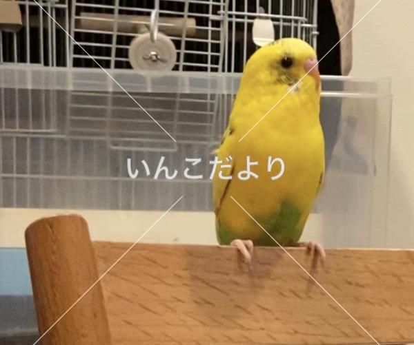 迷い鳥の写真