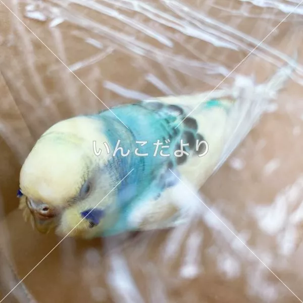 保護鳥の写真
