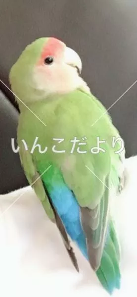保護鳥の写真