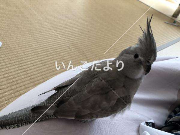迷い鳥の写真