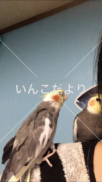 迷い鳥の写真