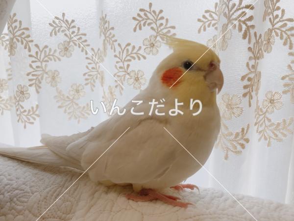 迷い鳥の写真