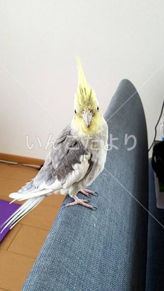 迷い鳥の写真