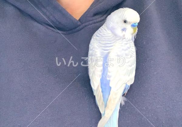 迷い鳥の写真