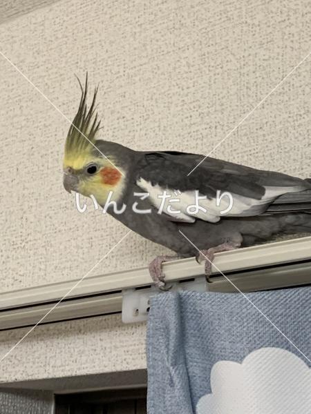 迷い鳥の写真