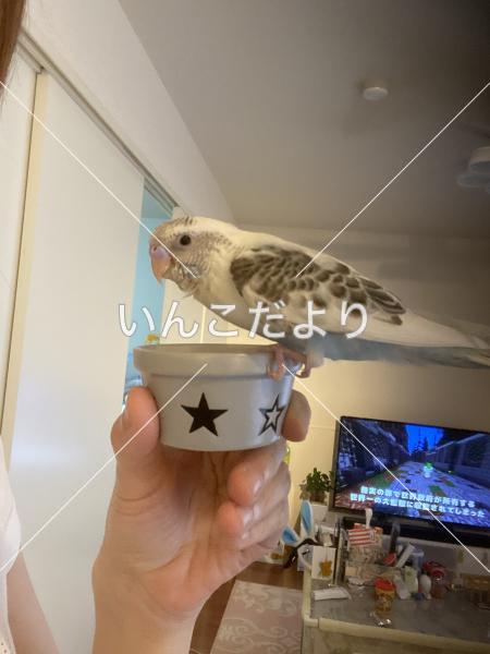迷い鳥の写真