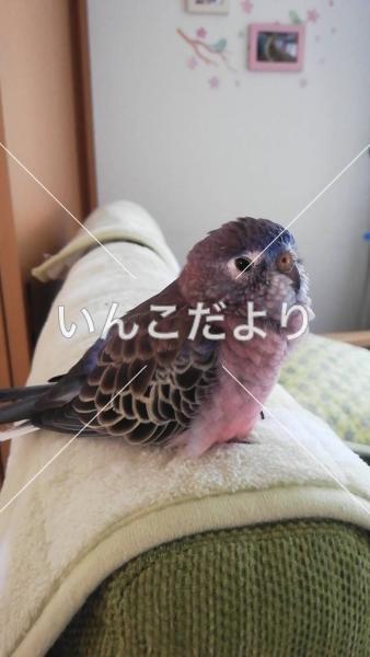迷い鳥の写真