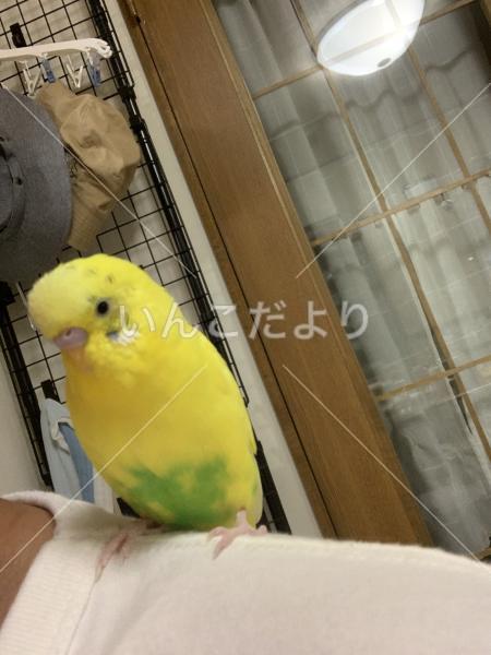 迷い鳥の写真